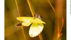 ハエトリグモがチョウをつかまえた様子の写真が「Dynamic Ecosystems」部門の学生賞を受賞。ダニ・デービスさんが撮影