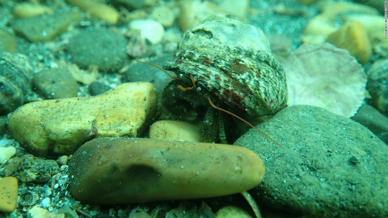 ヤドカリは食物連鎖の中で、死骸をあさって海底をきれいにするなど重要な枠割を果たしている/Courtesy Atsushi Sogabe