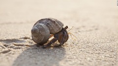 廃タイヤに入ったヤドカリ脱出できず、「幽霊漁業」の実態解明　弘前大研究