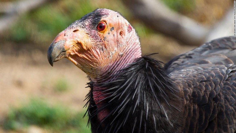 サンディエゴ動物園のサファリパークで飼育されているカリフォルニアコンドル/Ken Bohn/San Diego Zoo Wildlife Alliance