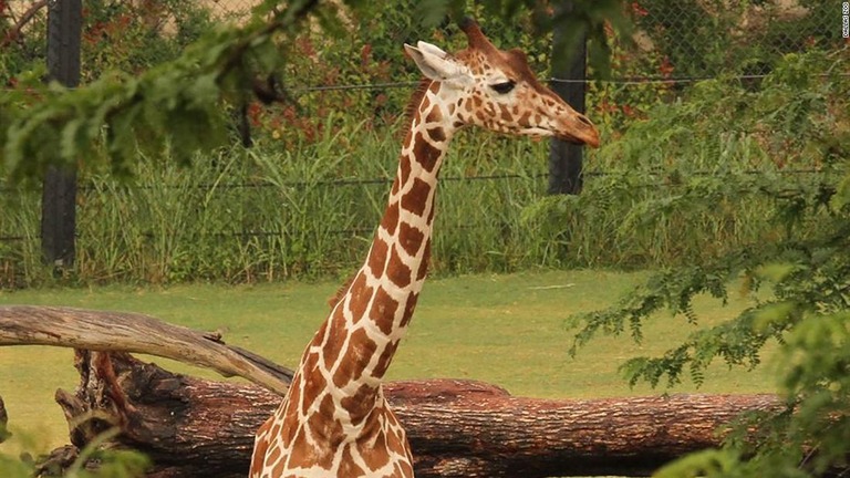 １４歳の雄ジェシーが死んだ/Dallas Zoo