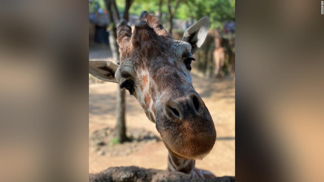 １９歳のオーギーも死んだ/Dallas Zoo