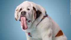 世界一長い舌持つ犬が死ぬ、セントバーナードの「モチ」