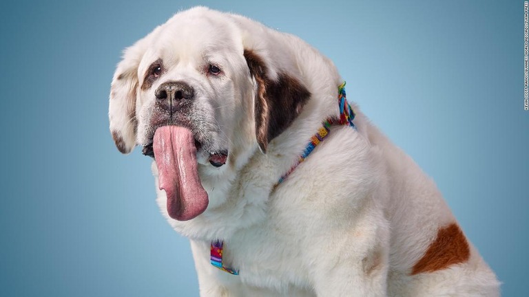 生きている犬の中で世界一長い舌を持っていたセントバーナードの「モチ」が死んだことがわかった/Kevin Scott Ramos/Guinness World Records/Zuma Press
