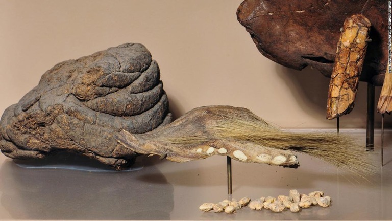 米自然史博物館に展示されている「ミロドン」の皮膚と排せつ物の化石/Denis Finnin/American Museum of Natural History