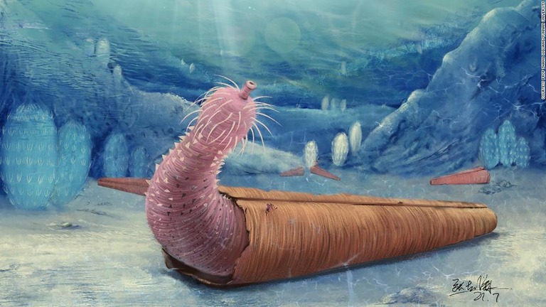 ヒオリテスと呼ばれる動物の殻の中で暮らすペニスワームの想像図/Courtesy Prof Zhang Xiguang/Yunnan University