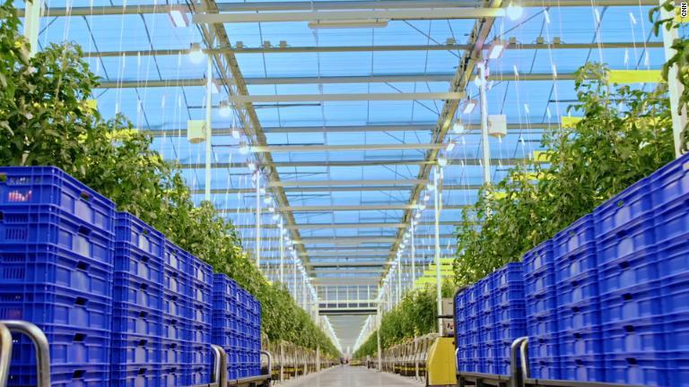 アップハーベストは、世界の人口が増えるなかで、ハイテク温室による作物の栽培が食料確保の助けになると考えている/CNN
