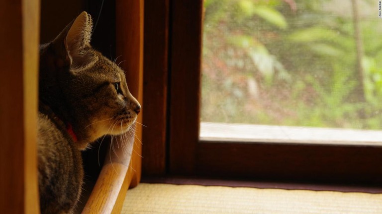 猫は飼い主の声で飼い主の位置を把握しているとする研究結果が発表された/Saho Takagi