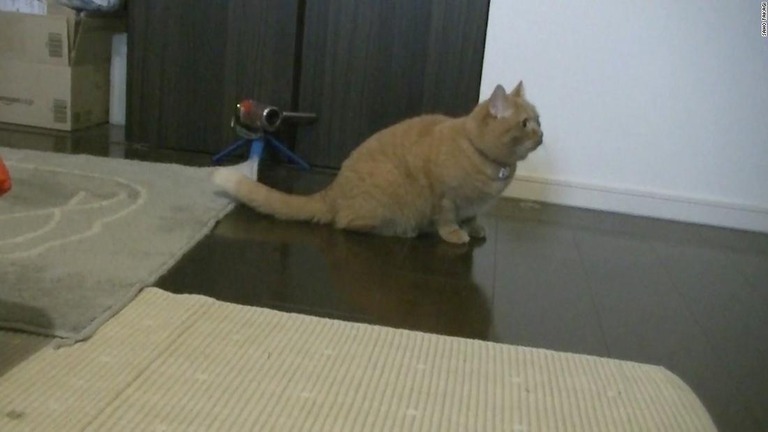 スピーカーからの飼い主の声を聞く実験中の猫/Saho Takagi