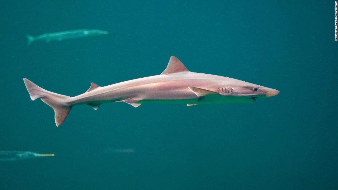 体長約１．８メートルにもなるサメの種も確認された/blickwinkel/Alamy Stock Photo