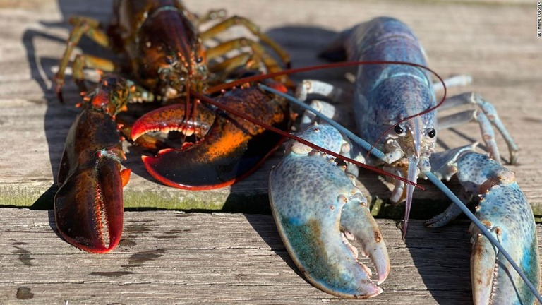 ロブスターといえば通常は黒みがかった茶色だが、「ハディ」の体色はブルーとピンクだ/Get Maine Lobster