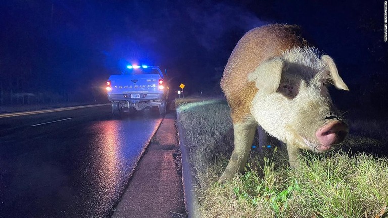 ブタの「パパ・ビッグ」が道をふさいで２車線通行止めに/York County Sheriff/Twitter