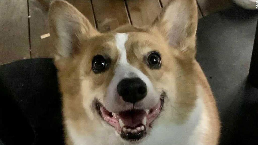 ペットのコーギー犬を対策員が撲殺 中国の ゼロコロナ があおる過酷な措置 1 2 Cnn Co Jp