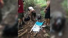 １２歳少年がカップルと犬を救助、ボーイスカウトの経験生かす　米ハワイ