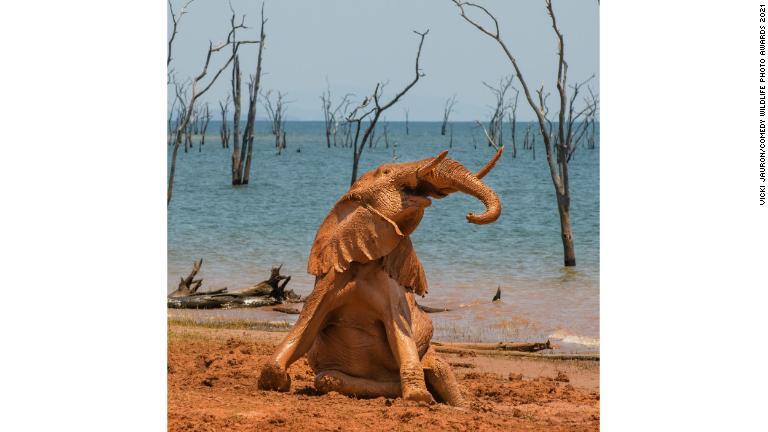 泥遊びを楽しむ赤ちゃんゾウ/Vicki Jauron/Comedy Wildlife Photo Awards 2021