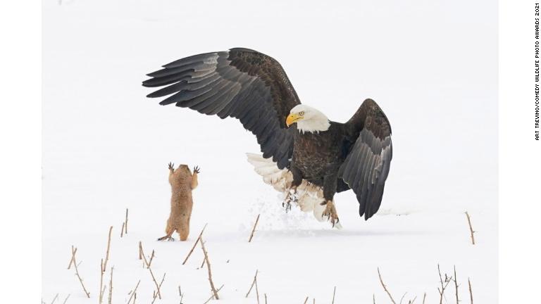 小さな体を目一杯伸ばしてハクトウワシを威嚇するプレーリードッグ/Art Trevino/Comedy Wildlife Photo Awards 2021