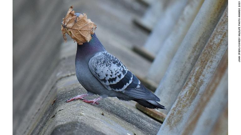 顔に枯葉がまとわりついたハト/John Spiers/Comedy Wildlife Photo Awards 2021