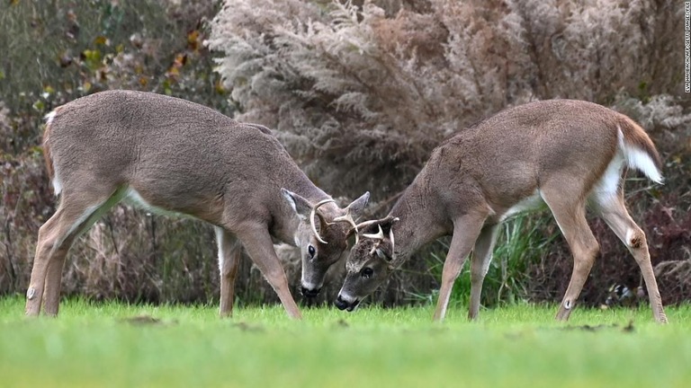 米国のシカなどの野生生物に新型コロナウイルス感染の痕跡が見つかった/Eva Hambach/AFP/Getty Images/FILE