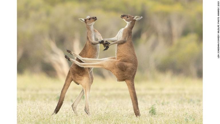 けんかするクロカンガルー。豪パースで撮影/Lea Scaddan/Comedy Wildlife Photo Awards 2021