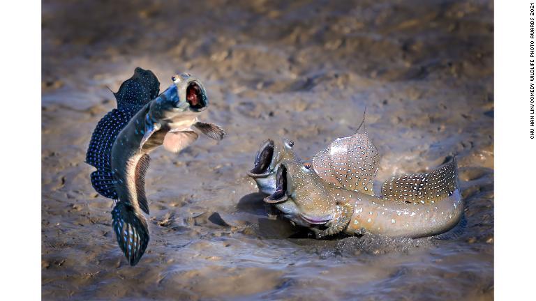 台湾で撮影したトビハゼの写真/Chu Han Lin/Comedy Wildlife Photo Awards 2021