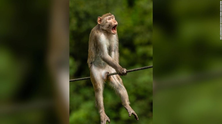 サルが苦悶の表情 コメディー野生動物写真賞 の大賞発表 Cnn Co Jp