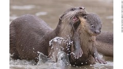 スパルタ式で子どもに泳ぎを教えるカワウソの母親