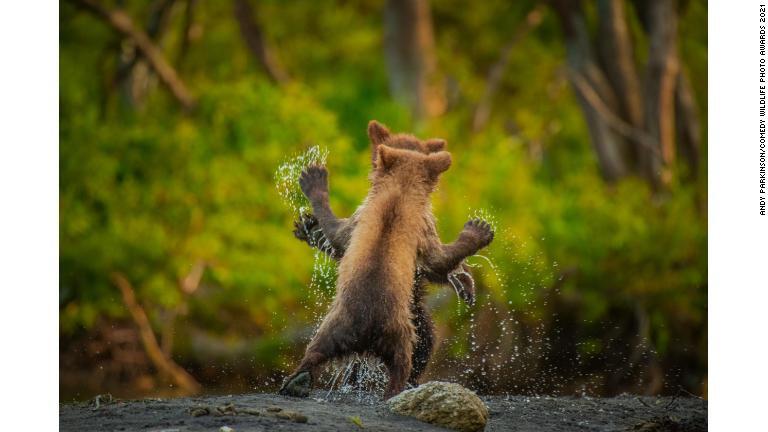 じゃれ合うヒグマの子ども２頭。カムチャツカ半島で撮影/Andy Parkinson/Comedy Wildlife Photo Awards 2021