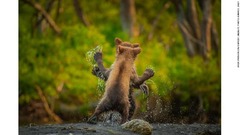 じゃれ合うヒグマの子ども２頭。カムチャツカ半島で撮影