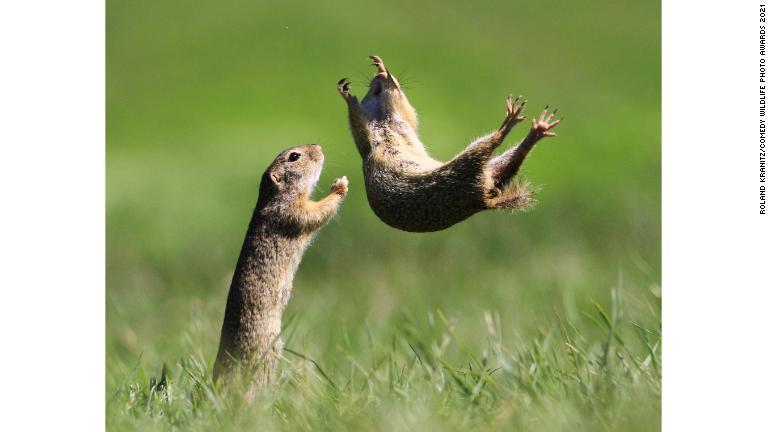 ハンガリーの草地で飛び跳ねるジリス/Roland Kranitz/Comedy Wildlife Photo Awards 2021