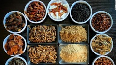ユンさんの厨房にある各種昆虫食。粉末状にされた食材も