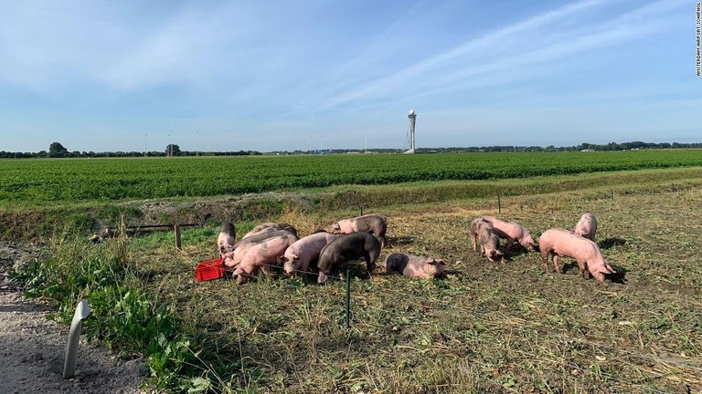 オランダのスキポール空港が２０頭の豚をバードストライク対策に取り入れた/Amsterdam Airport Schiphol