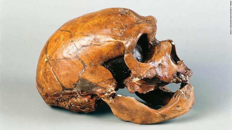 １９０８年に発掘されたネアンデルタール人の男性の頭蓋骨/DEA/G. CIGOLINI/De Agostini/Getty Images