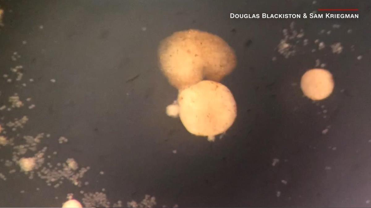 Ｃ字形の親（中央上）が大きな幹細胞の集まったかたまりを回転させる。このかたまりが新しいゼノボットに成熟する/Douglas Blackiston & Sam Kriegman