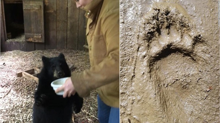 研究者らは若い雌のアメリカグマからデータを取得した。右は雄のクマの足跡/Jeremy DeSilva/Ellison McNutt