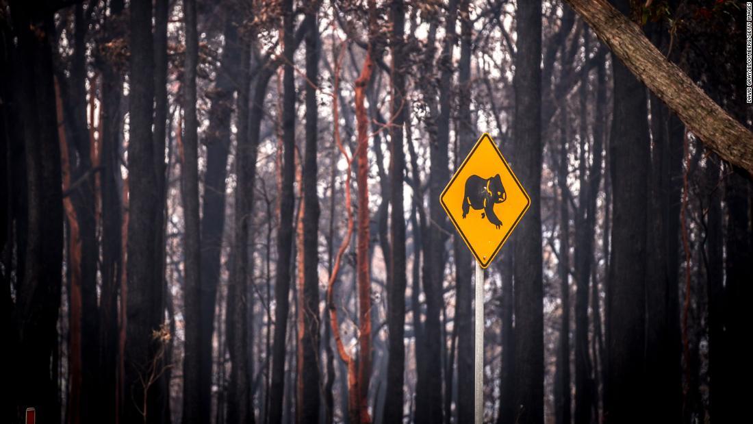 ドライバーにコアラが現れることを警告する道路標識/David Gray/Bloomberg/Getty Images