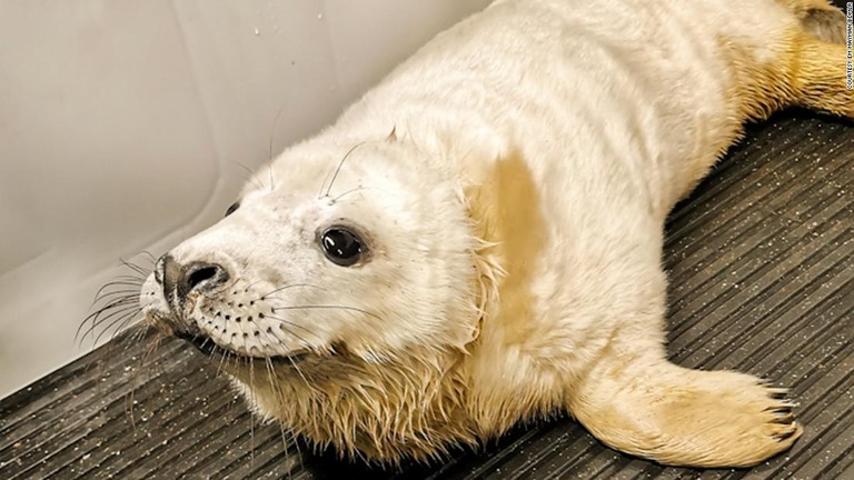 暴風雨の影響で、英国の海岸に多数のアザラシの赤ちゃんや希少種のウミガメが打ち上げられている/Courtesy Em Mayman BDMLR