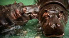 動物園のカバ２頭が新型コロナ陽性、鼻水の症状　ベルギー