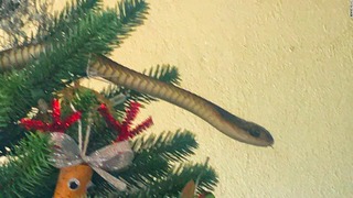 南アフリカの住宅内のクリスマスツリーに毒ヘビがいるのが発見された