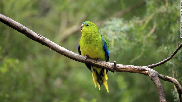 アカハラワカバインコ（写真）などの鳥類５３種の声が収録されている/Jurgen Christine Sohns/Flpa/imageBROKER/Shutterstock
