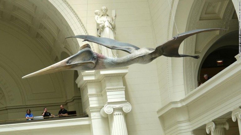 シカゴの博物館に展示されている翼竜の復元模型/The University of Texas at Austin/Jackson School of Geosciences