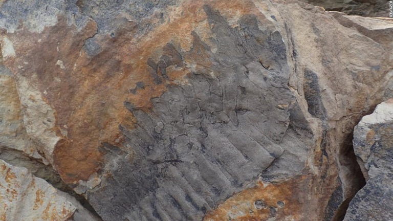 まったくの偶然で砂岩の中から見つかった巨大なヤスデ「アースロプレウラ」の化石/Neil Davies