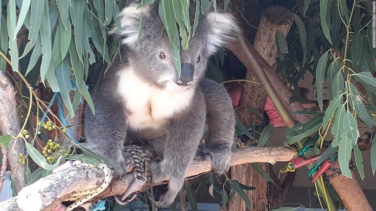 伐採作業中に多数のコアラを殺したとして、地主と土木会社が動物虐待の罪で起訴された/Conservation Regulator Victoria