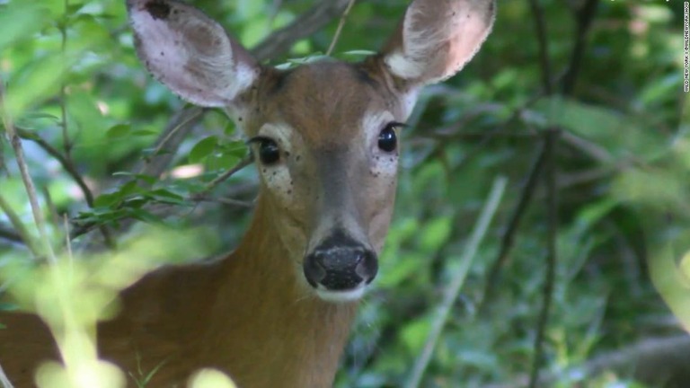 ニューヨークは全米で有数の人口密集地であると同時に、公園面積が市全体の１４％を占める/Wild New York | @wildnewyorkshow