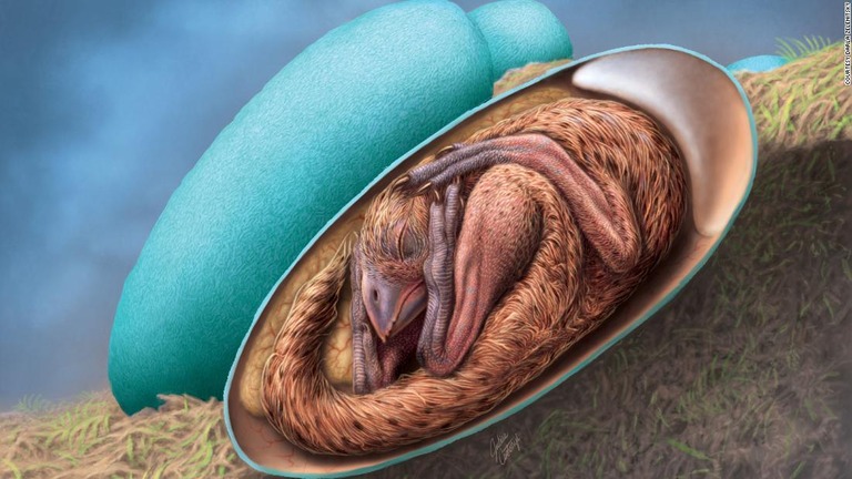 卵の中で丸まった恐竜の赤ちゃんの再現図/Courtesy Darla Zelenitsky