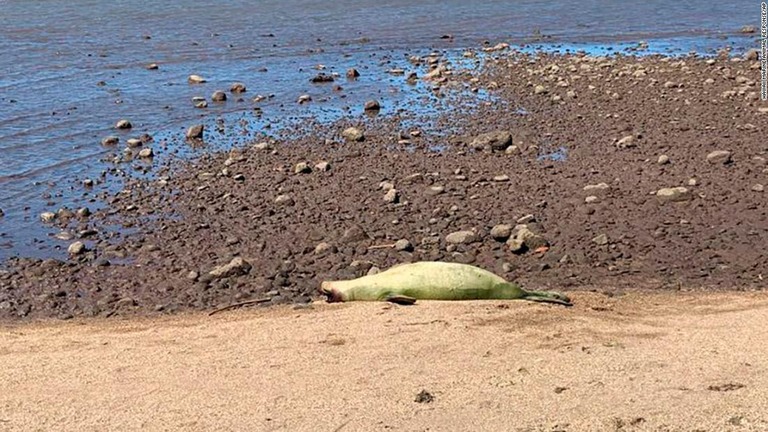 ハワイのモロカイ島でモンクアザラシが意図的に撃たれた傷で死んでいるのが見つかった/Hawaii Marine Animal Response/AP