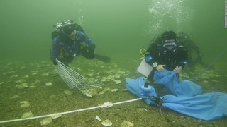 ドーノック湾の海底にカキを群生させる活動に取り組むＤＥＥＰプロジェクトの研究者ら