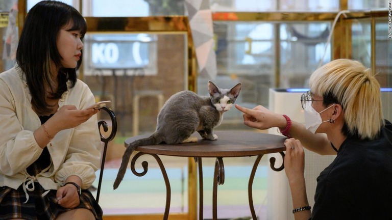 ソウルの動物カフェで猫と遊ぶ人々/Ed JonesAFP/Getty Images