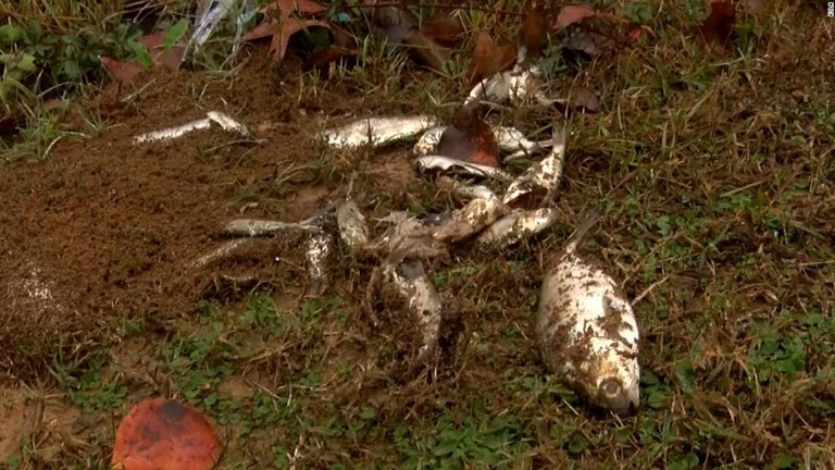 米テキサス州で、珍しい気候条件のために空から小魚が降ってくる出来事があった/KSLA
