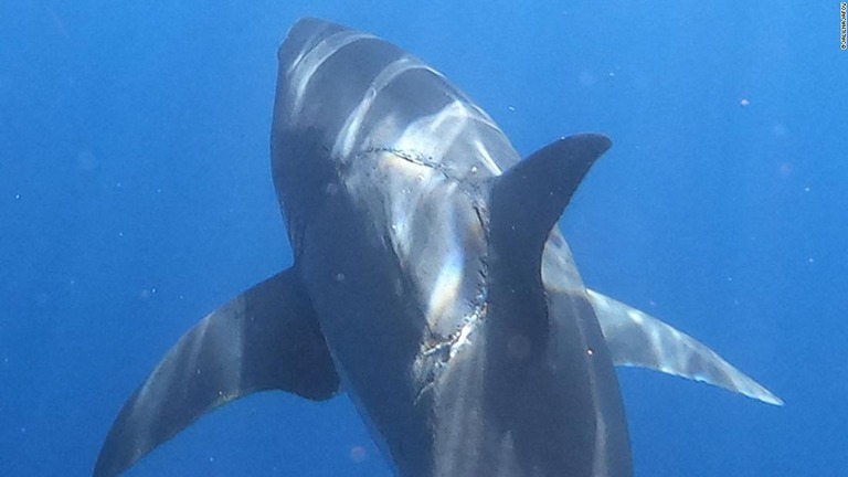 体に噛み跡があるホホジロザメの写真がＳＮＳで話題となっている/@jalilnajafov