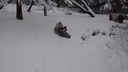 動物が初雪「歓迎」の動画公開、パンダ転げ回る　米動物園
